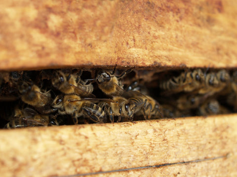 A colony of bees between two planks of wood