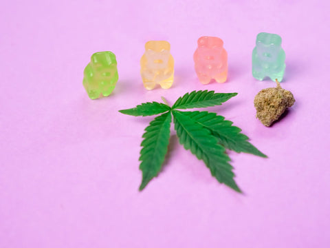 One green, one yellow, one pink and one blue gummy bear looking at a marijuana leaf. A nugget of dried leaves is beside the fresh leaf