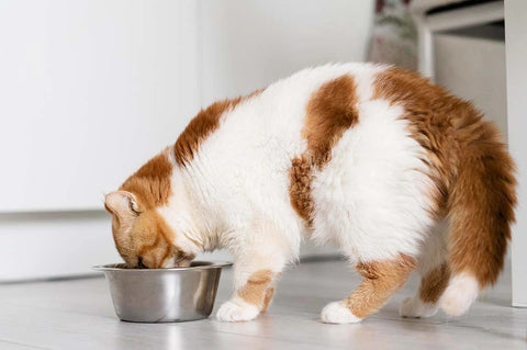 foods poisonous to cats