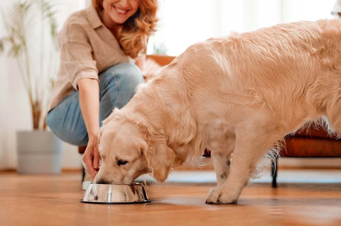 Benefits of grain free dog food