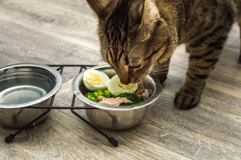 Raw food diet for cats