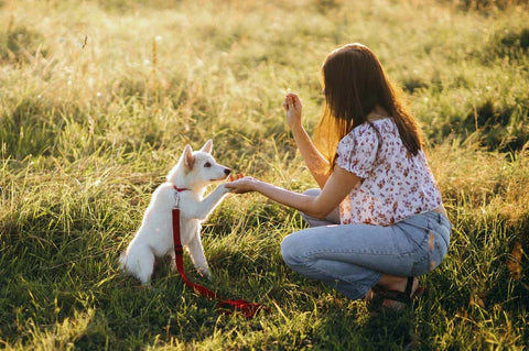 How to stop a dog from biting