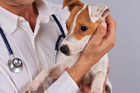 Causes of diarroea in dogs