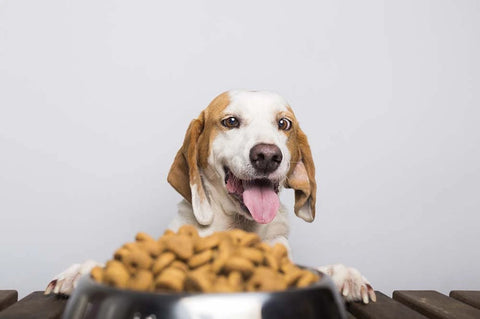 Benefits of grain free dog food