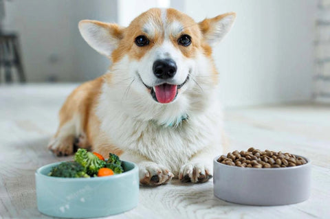 is tomato safe for dogs