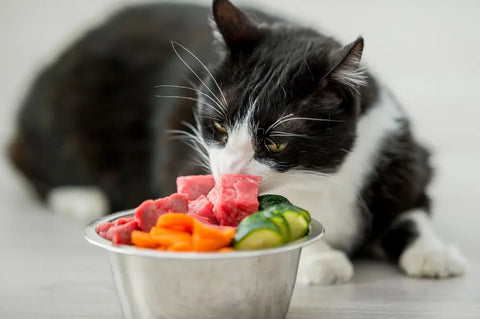 Raw food diet for cats