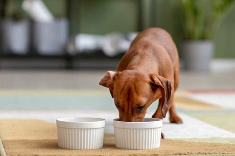 Benefits of grain free dog food