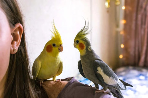 Birds to have as pets