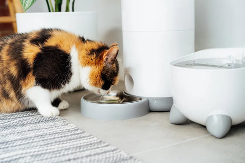 Cat food bowls