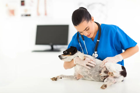 Dog health care tips