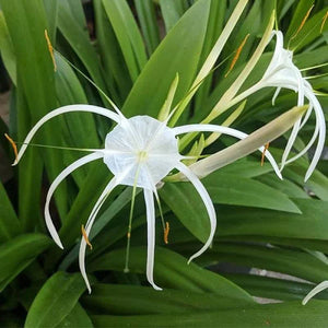Spider Lily Any Color Flower Bulb - Plantohobby