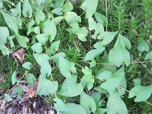 Bindweed