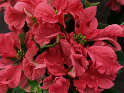 poinsettas_2