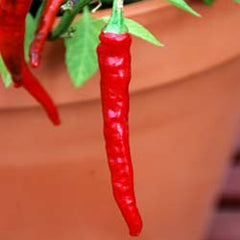 pepper growing in a pot