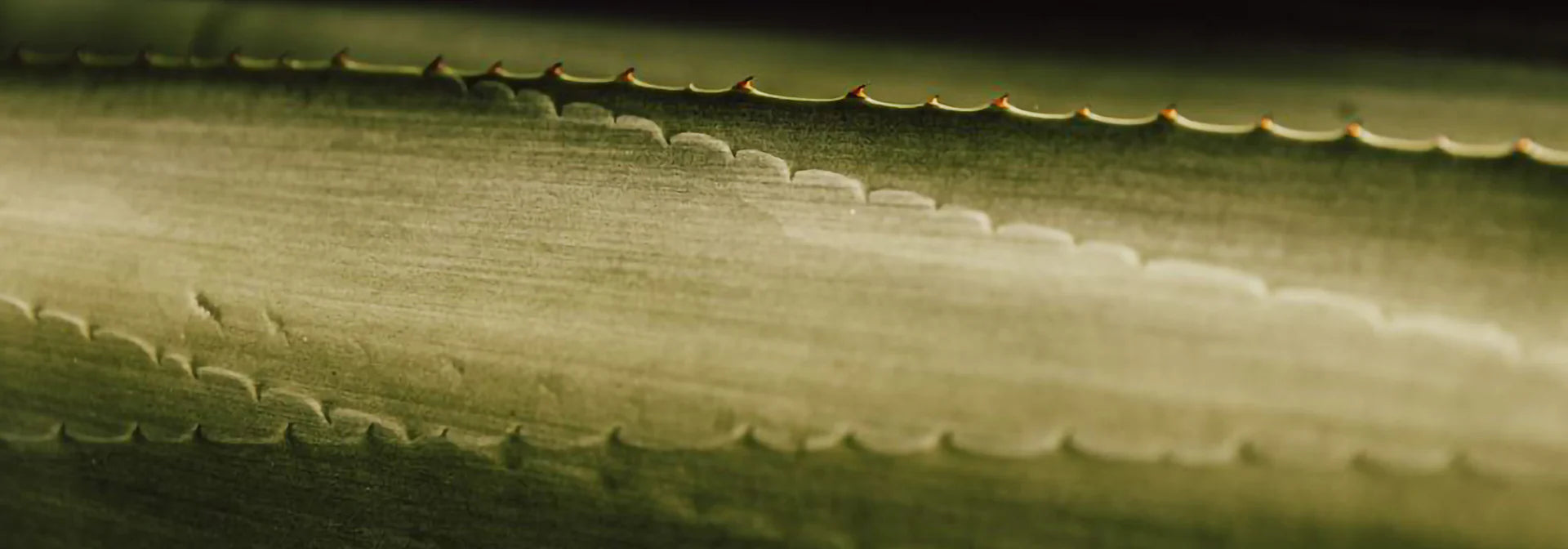 Close-up of a green leaf with serrated edges.