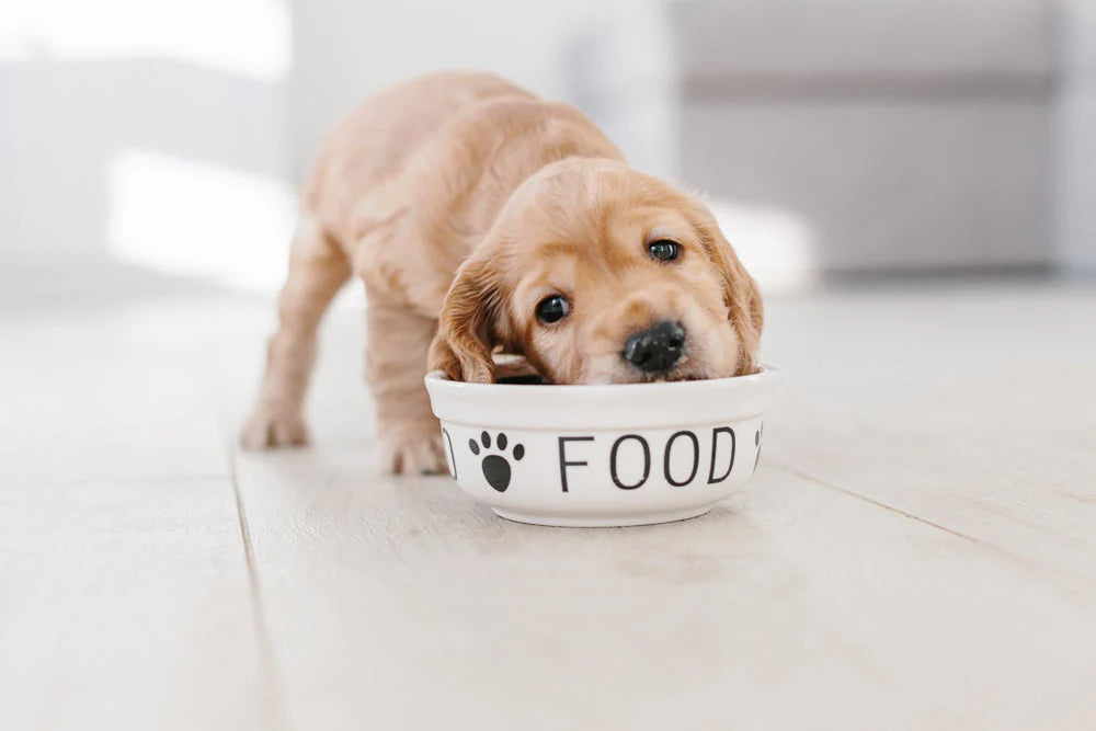 A puppy with its head in a food bowl on the floor.