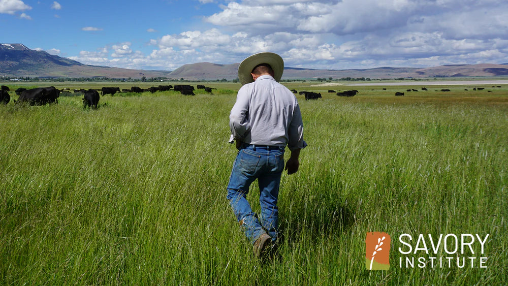 A person wearing a hat walks through a grassy field with grazing cattle.