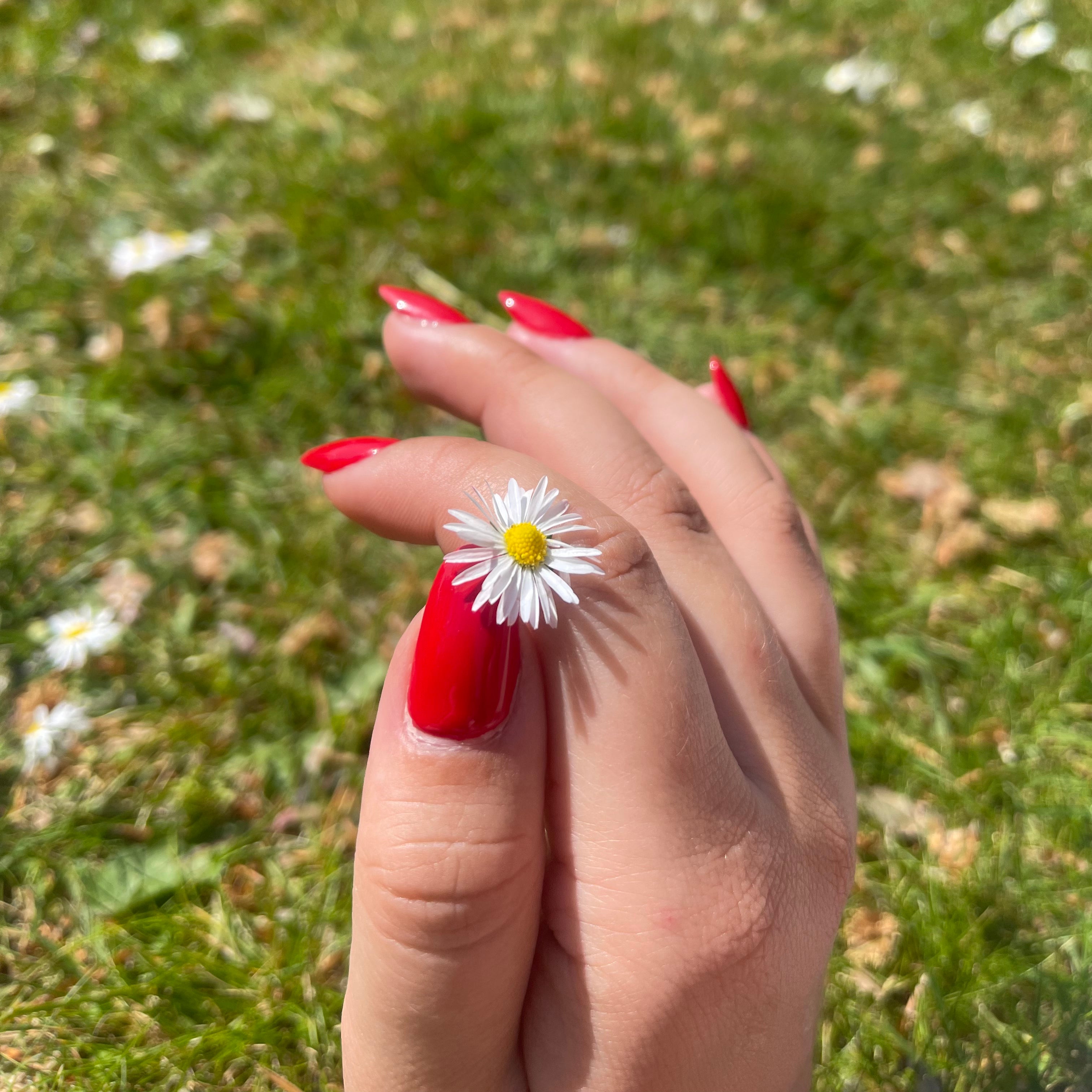 Beautiful red gel polish nails holding a flower