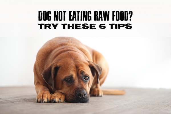 why would a dog stop eating
