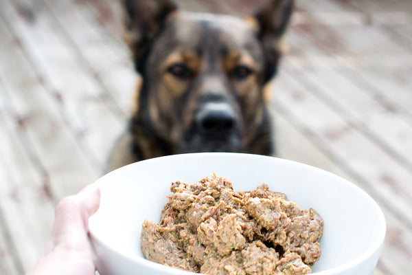 dog looking at raw dog food