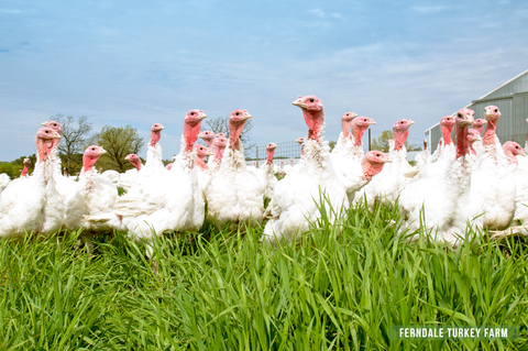 Ferndale Turkey Farm