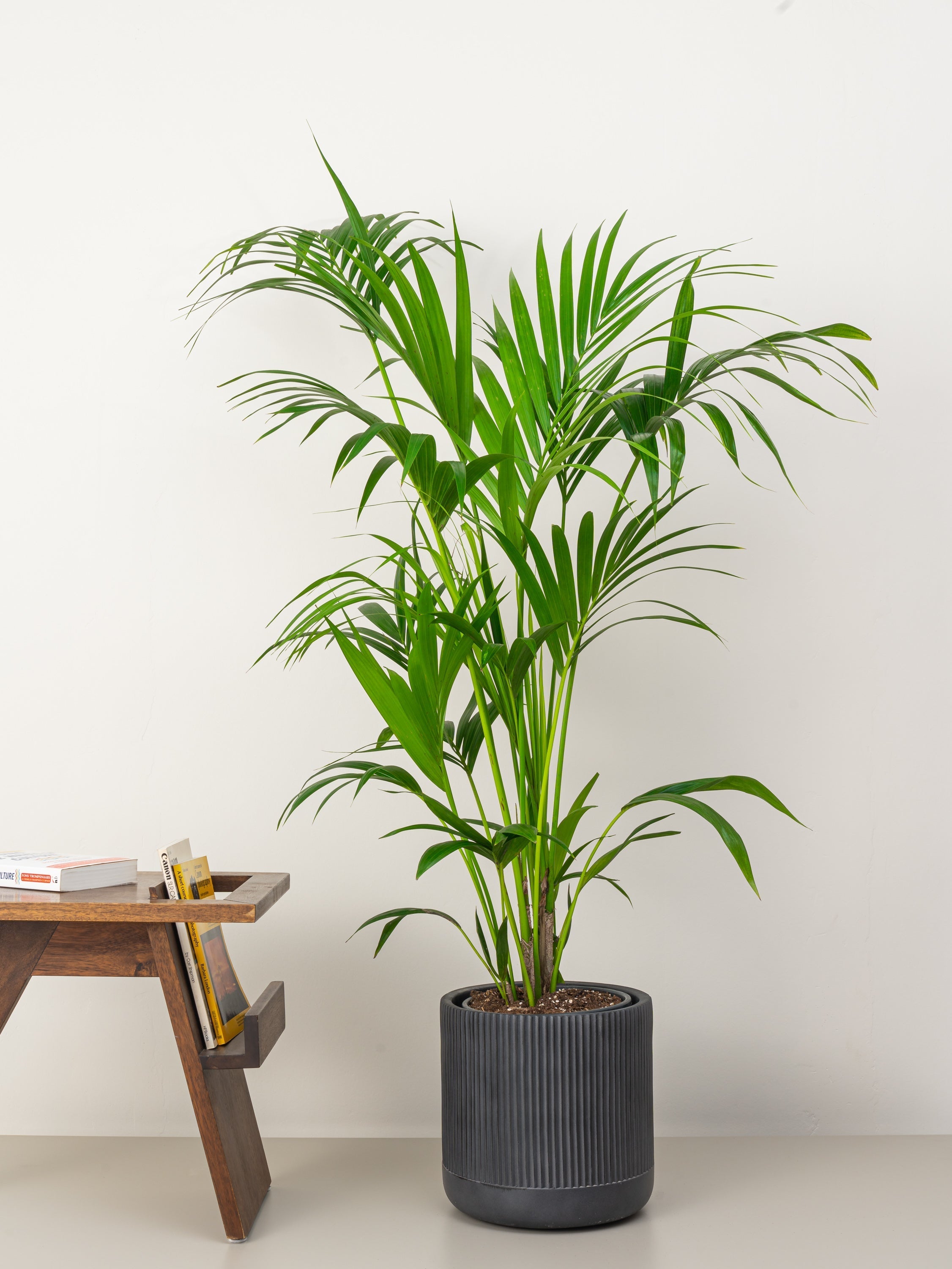 Kentia palm - GROWHUB