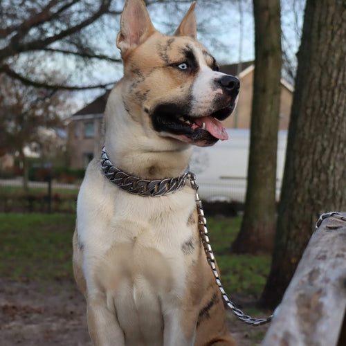 Hond met Cuban silver hondenriem van Loyal Chains aan