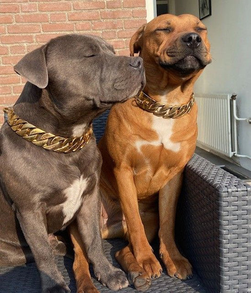 Dogs Sniper and Uzi with gold chains from Loyal Chains