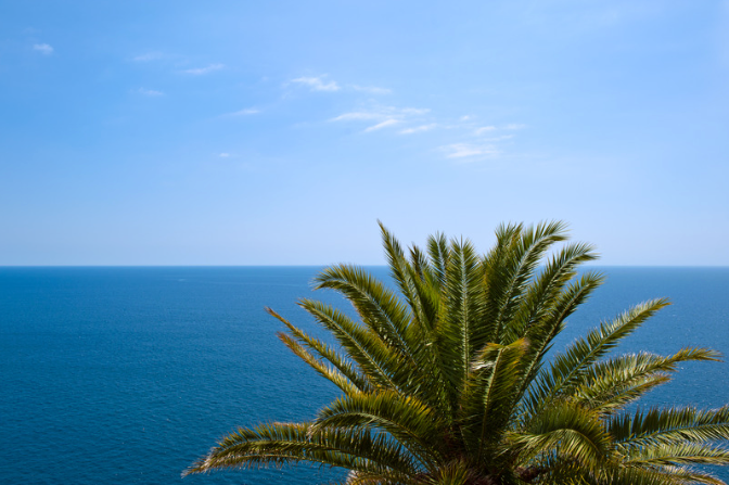 Palme im Mittelmeer