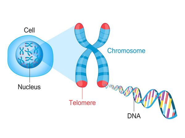 Telomere DNA