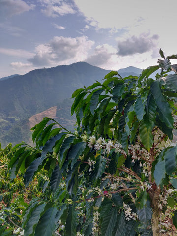 Nuestra plantación de café en Brasil