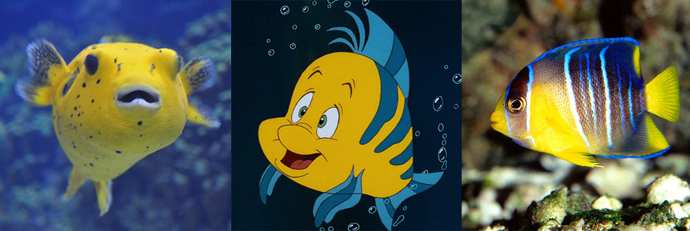 What type of fish is Flounder from Little Mermaid?