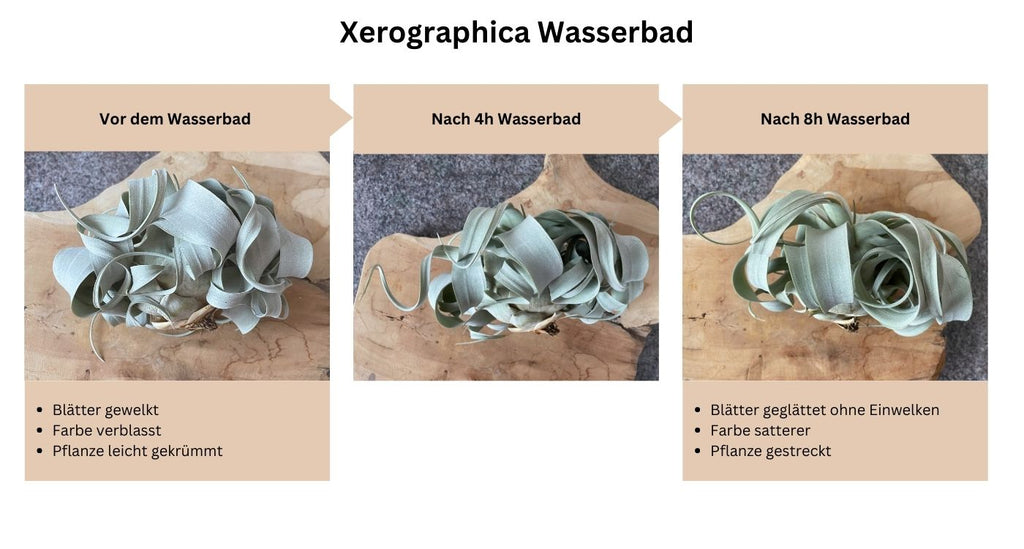 Tillandsien Wasserbad am Beispiel einer Xerographica