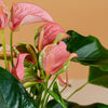 Anthurium 'Joli Pink' H45 cm