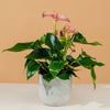 Anthurium 'Joli Pink' H45 cm