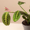 Maranta leuconera 'Red Stripe' H25 cm