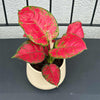 Aglaonema 'Red Joy' H30 cm