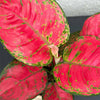 Aglaonema 'Red Joy' H30 cm