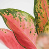 Aglaonema Orange Star H35 cm