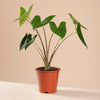 Alocasia zebrina H80 cm