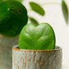 Hoya kerrii (Sweetheart plant) H12 cm