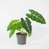 Alocasia Frydek H30 cm