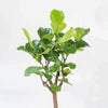 Ficus lyrata tip copac H130 cm