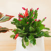 Schlumbergera (fara flori) H25 cm