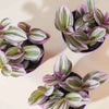 Tradescantia nanouk H15 cm