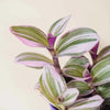 Tradescantia nanouk H15 cm