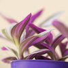 Tradescantia nanouk H15 cm