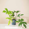 Philodendron 'Florida Ghost' H70 cm