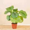 Calathea orbifolia H40 cm