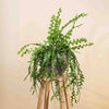 Epiphyllum anguliger (Fishbone Cactus) H50 cm
